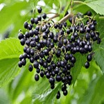 dentitox pro supplement ingredients list